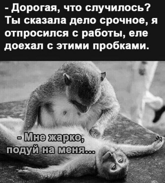 Весёлый полтишок 04.06.2025