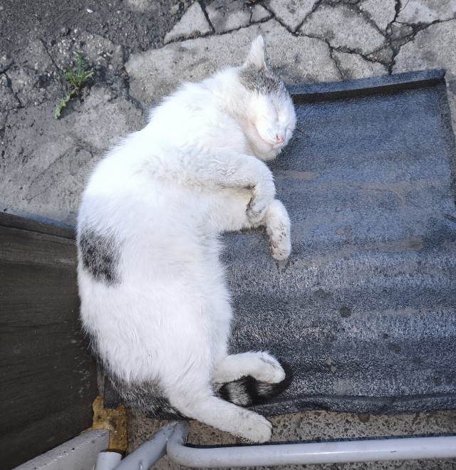 самые крутые это кошки крысоловки