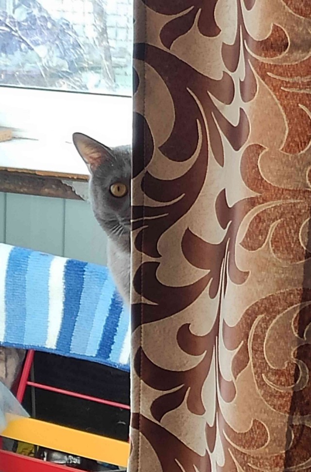 Жизнь кота