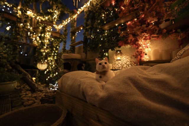 Житель Лондона сделал уютную и красивую закрытую террасу для своих шести котов