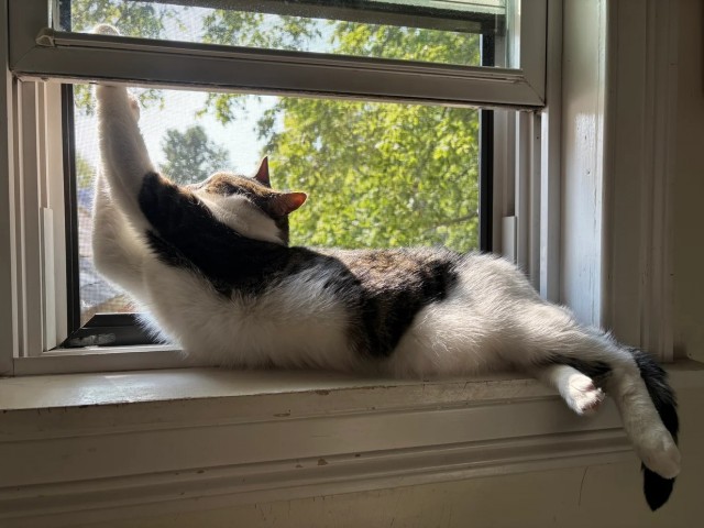 Спящих котеек тред