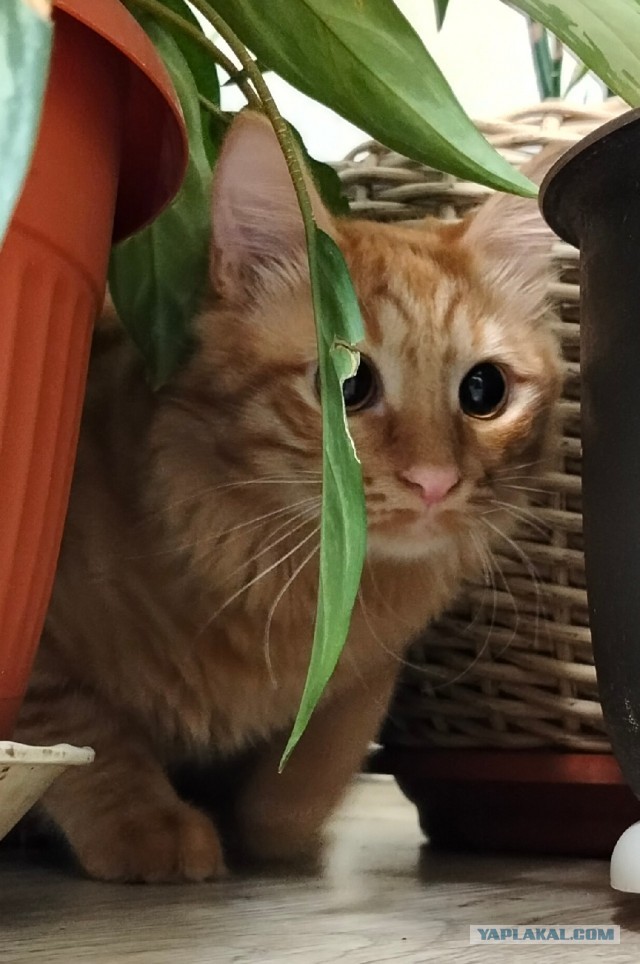 Котовторник. Где коты? Мой вот!