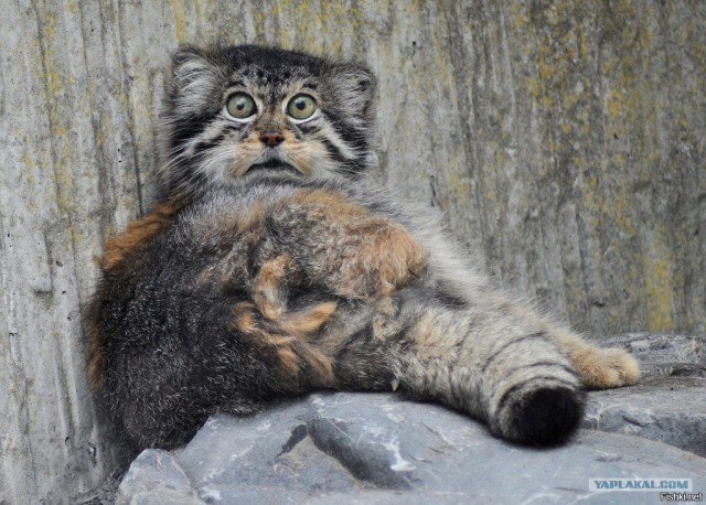 А теперь хорошие новости