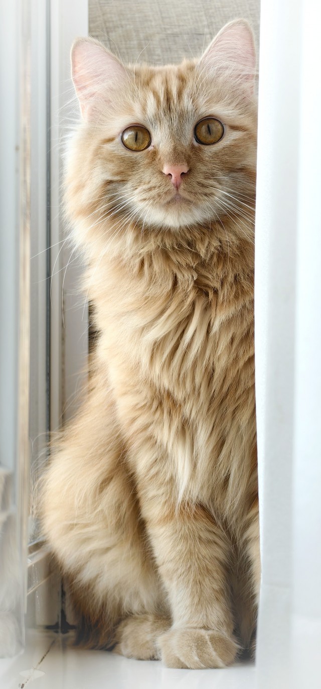 Котофторник жеж