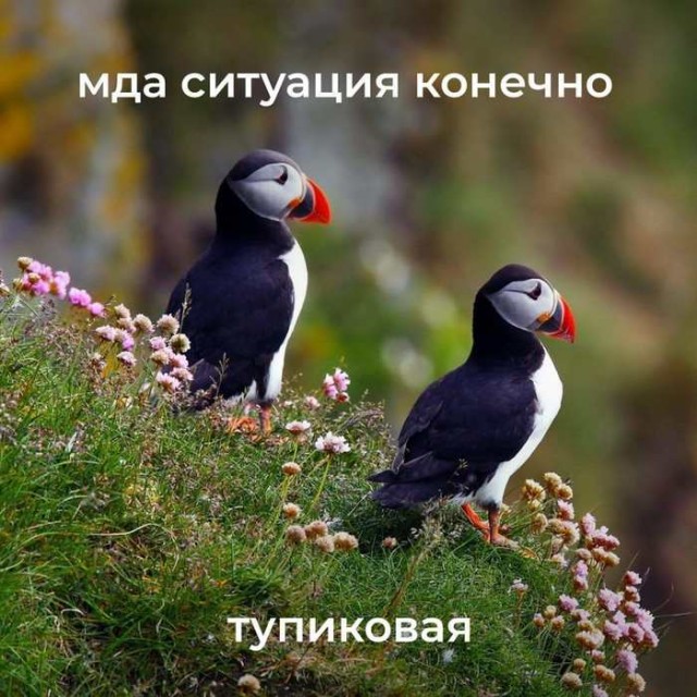 Картинки для деградации 147 (разной степени свежести)