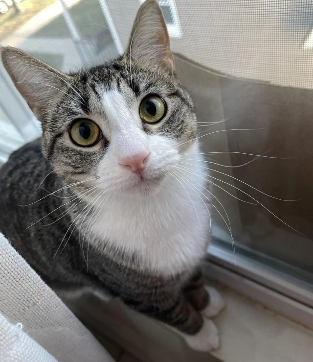 Рандомных фото котов тред