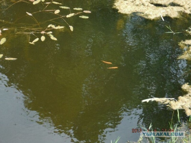 Пруд. Вид в другой стороны воды.