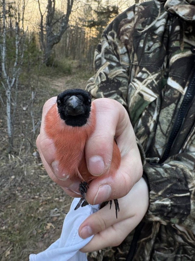 Сезон кольцевания птиц стартовал на Ладожской орнитологической станции