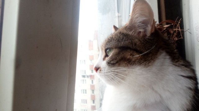 Котовторник снова!