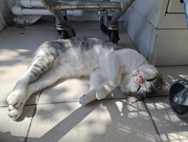 Котовторник!
