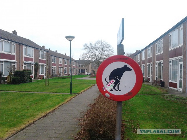 Где яблоки растут!