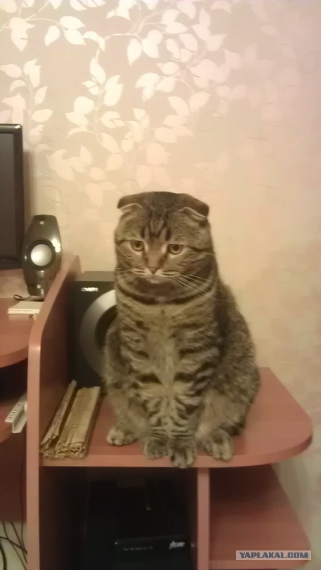 Этот кот - живое воплощение печали
