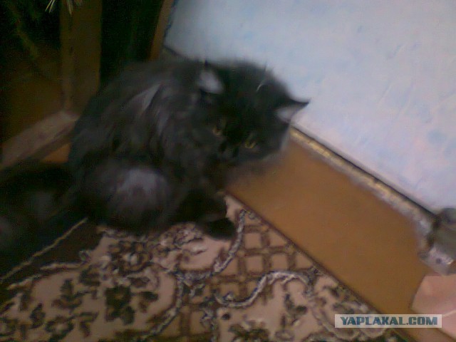 Котовторник 18.03.2014