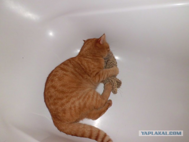 Котовторник 29.04.14.