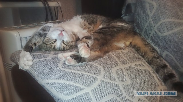 Котовторник 6.05.2014