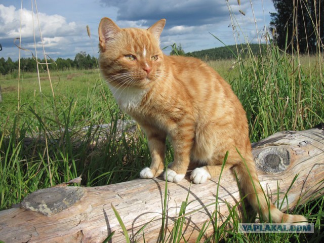 Котовторник 10.06.2014