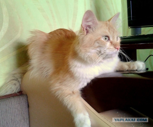 Котовторник 15.07.2014.