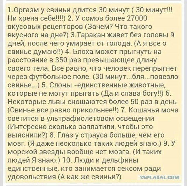 Не палимся
