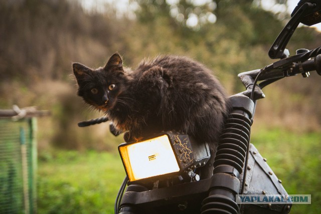 Коты, которые всегда рады помочь своему хозяину