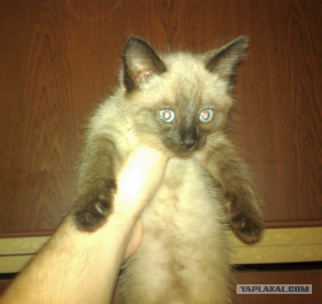 Котовторник 7.10.2014