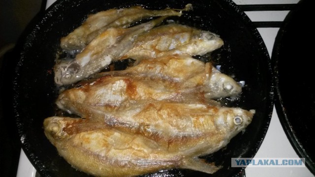 Сегодняшний улов.