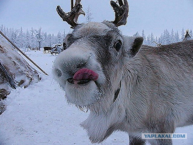 Так вот ты какой, северный олень!