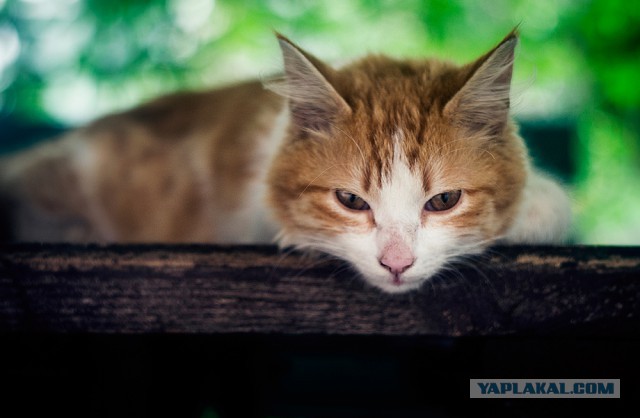 Котовторник