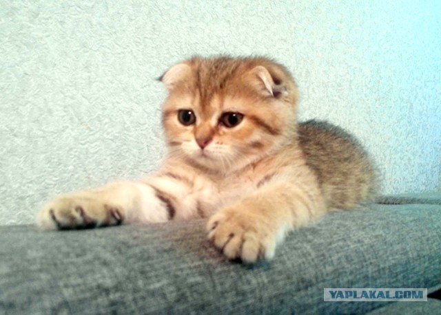 Котовторник  21.07.2015