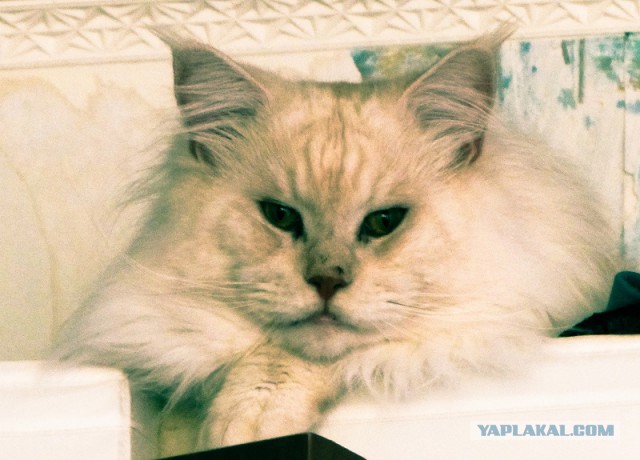 Котовторник  21.07.2015
