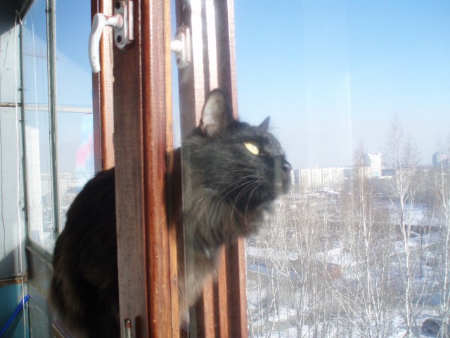 Жизнь Черного кота