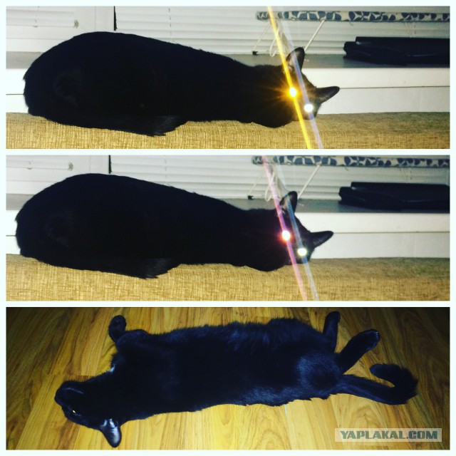 Котовторник