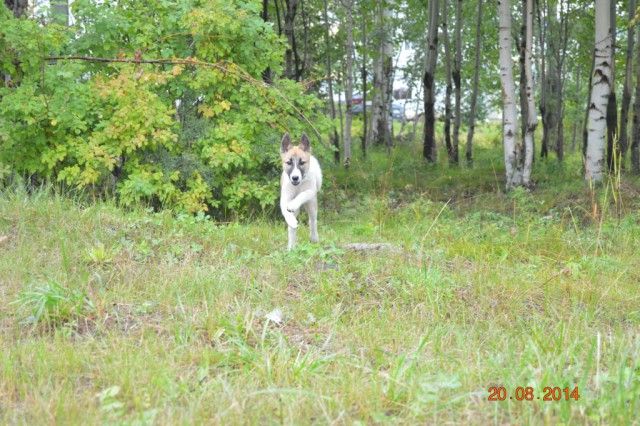 Собакочетверг же, ау!