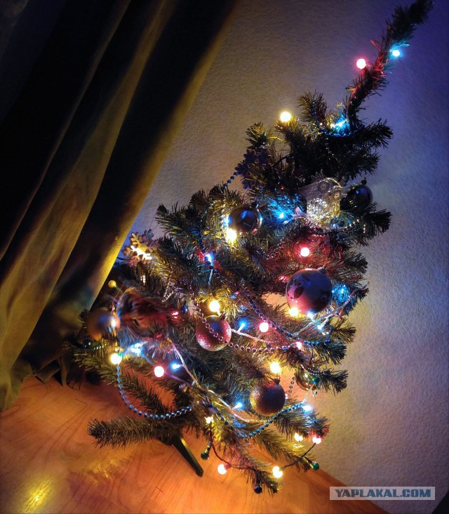 Пост невероятной кошачьей красоты. 25 фот.