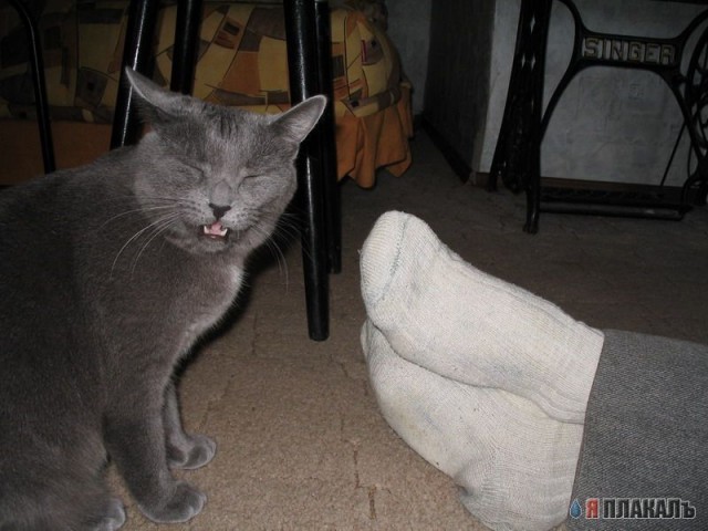 Коты, кошки, котята