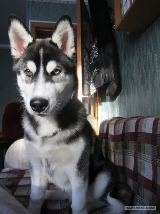 Догхантеры травят собак порошком в парках