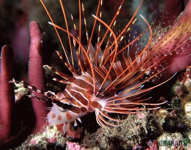 Бездна