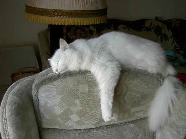 Котовторник 07.06.2016