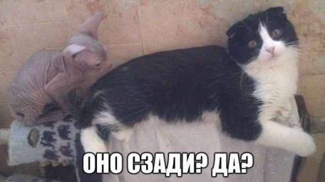 "Что я такое?!"