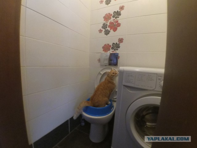 Кошачьи дела