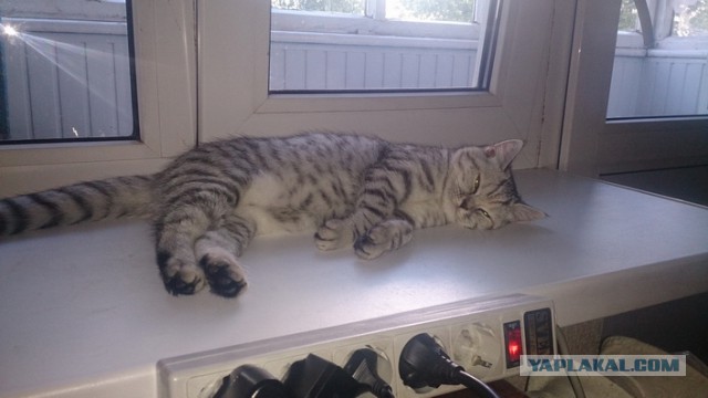 Котовторник 09.08.2016