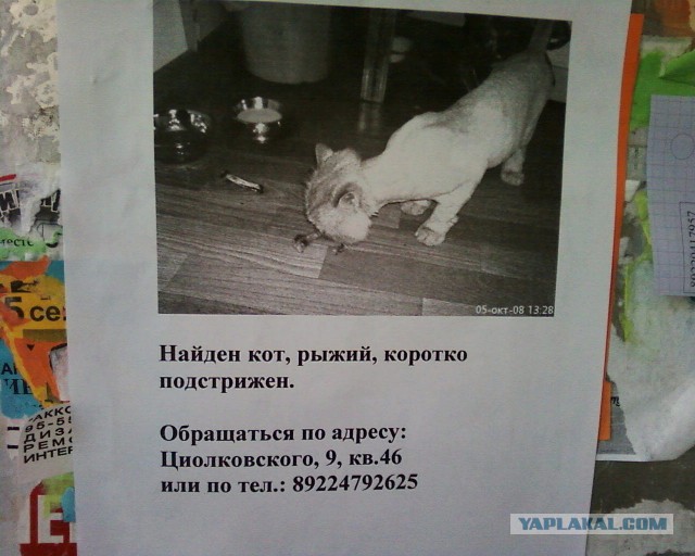 Весёлые картинки