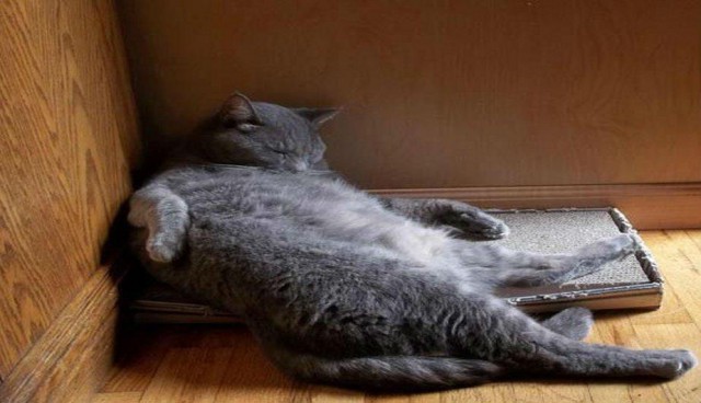 Коты из сети