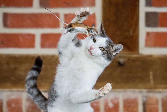 Коты из сети