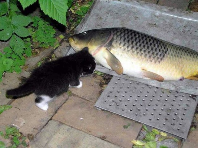 Коты из сети