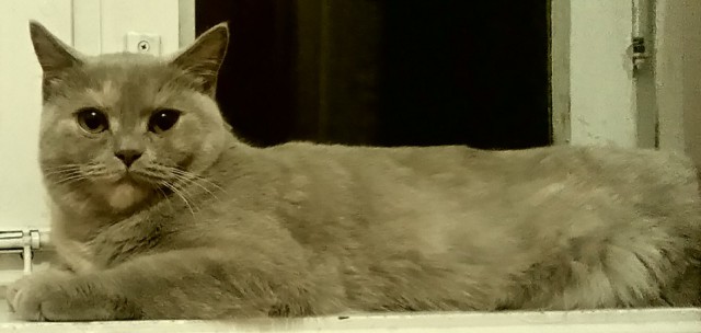 19 шикарных кошек, которые стоят целое состояние
