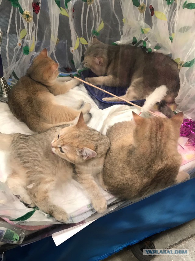 В Москву съехались коты