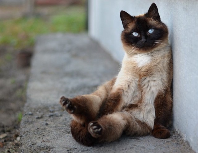 Коты и Кошки