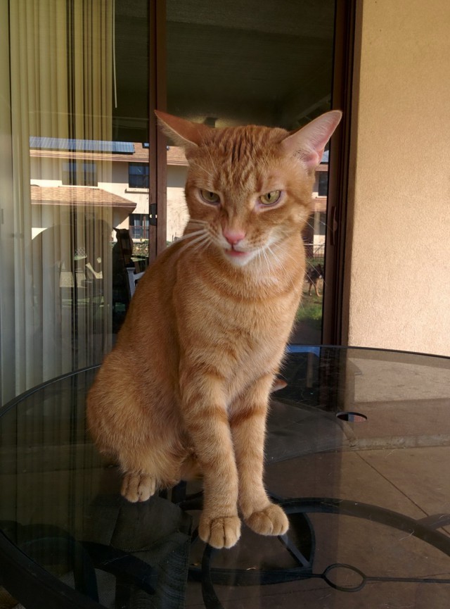 Коты и Кошки