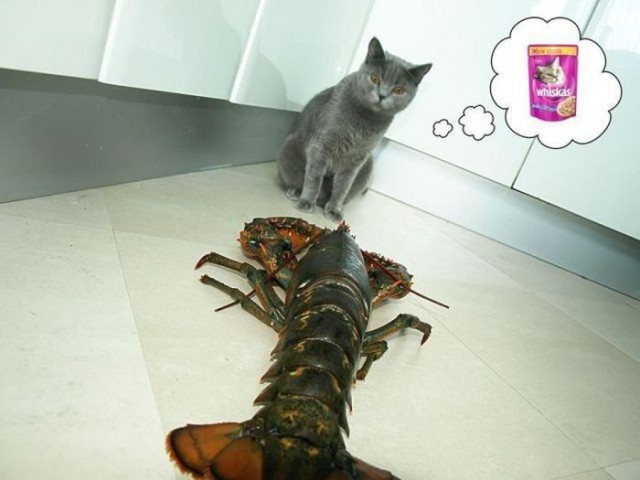 Коты и Кошки