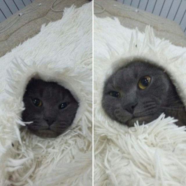 Коты и Кошки